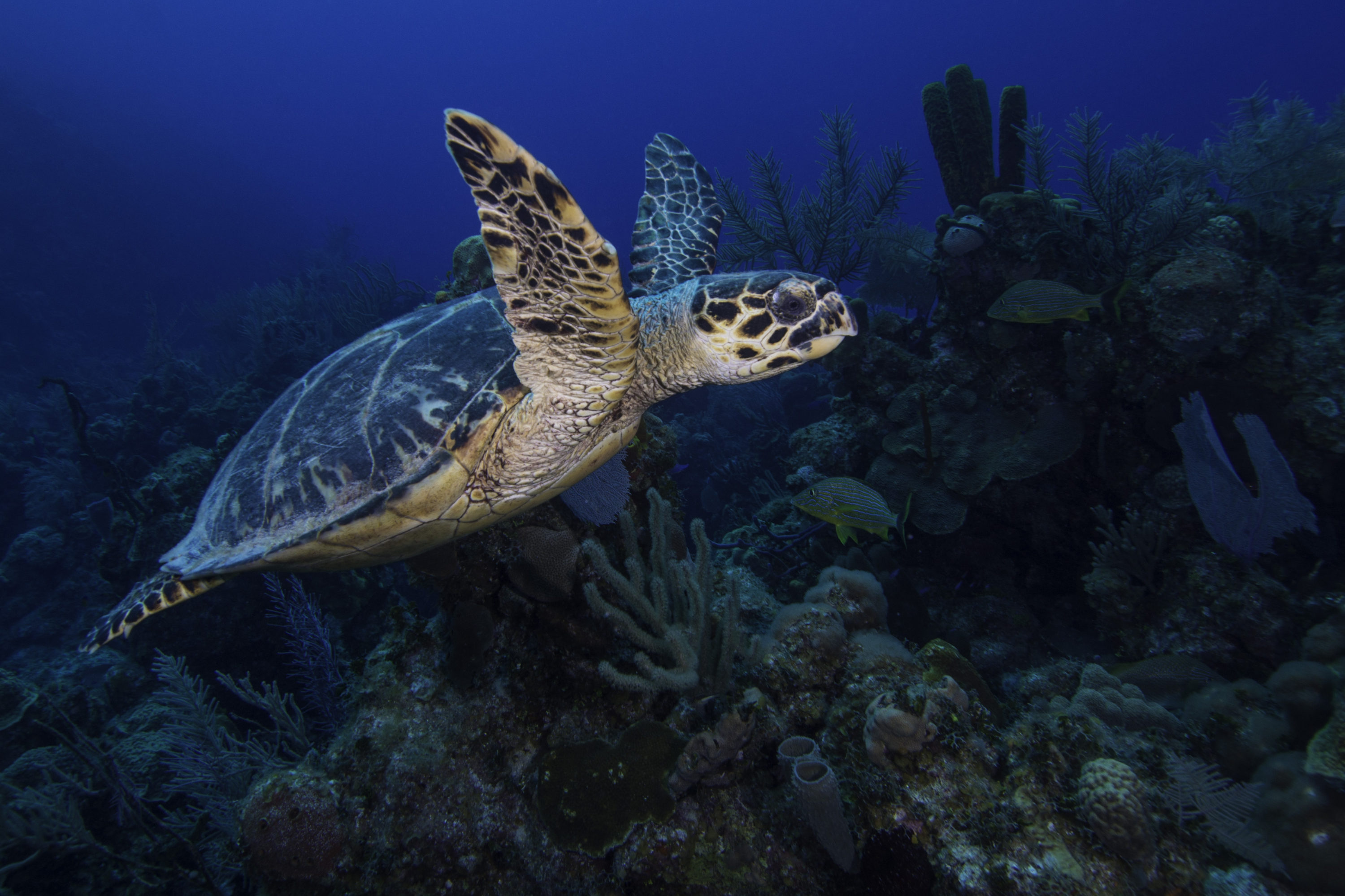 Sea Turtle