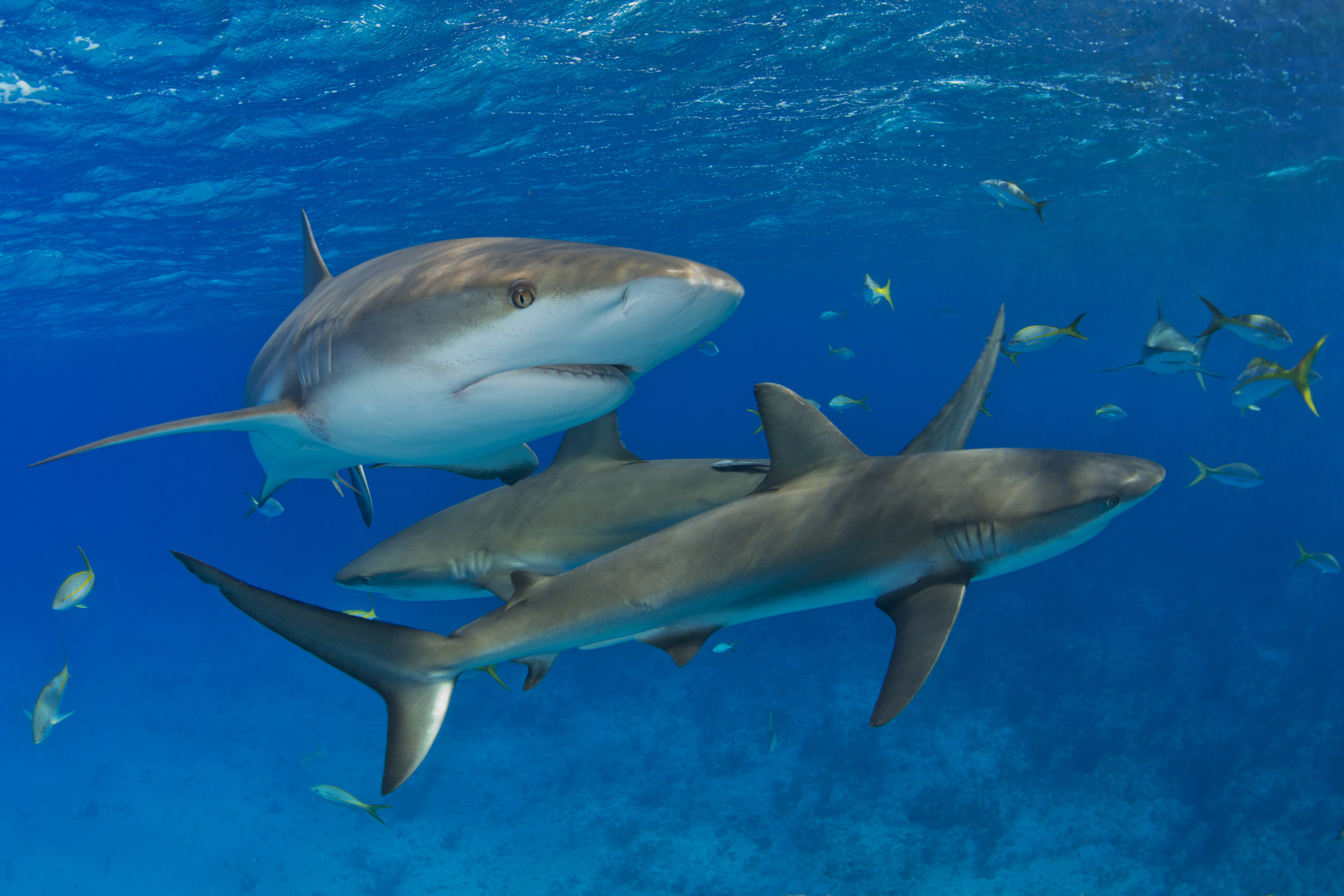 Lemon Sharks