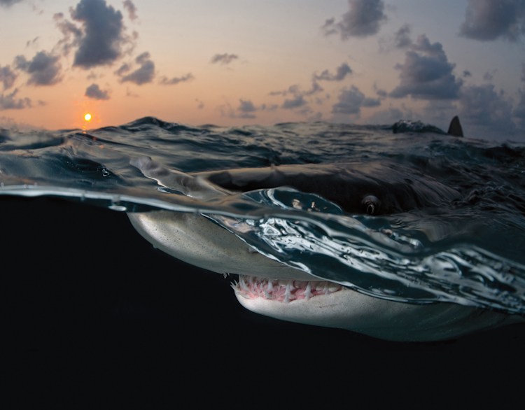 Deano Cook Lemon Shark Sunset