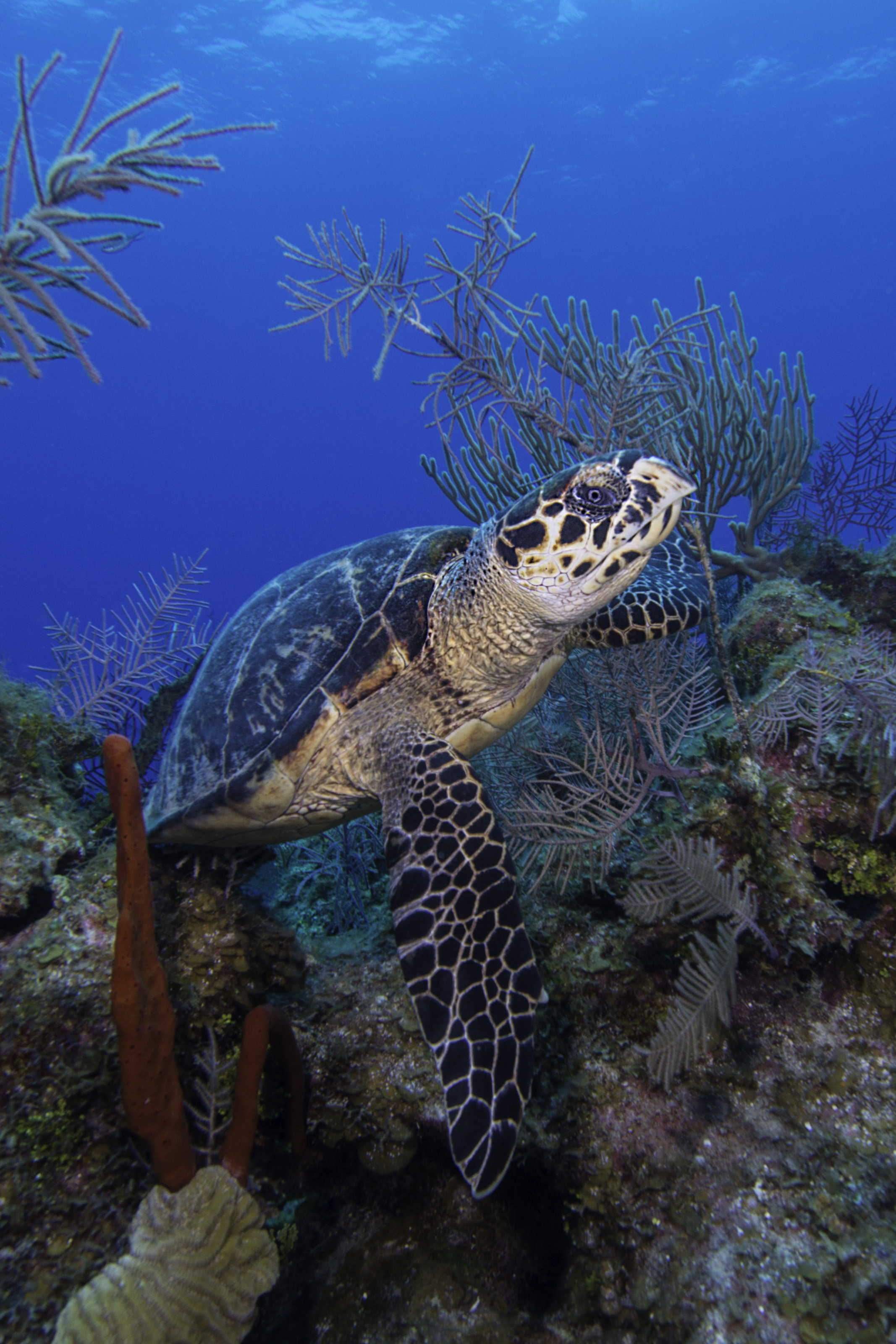 Sea Turtle