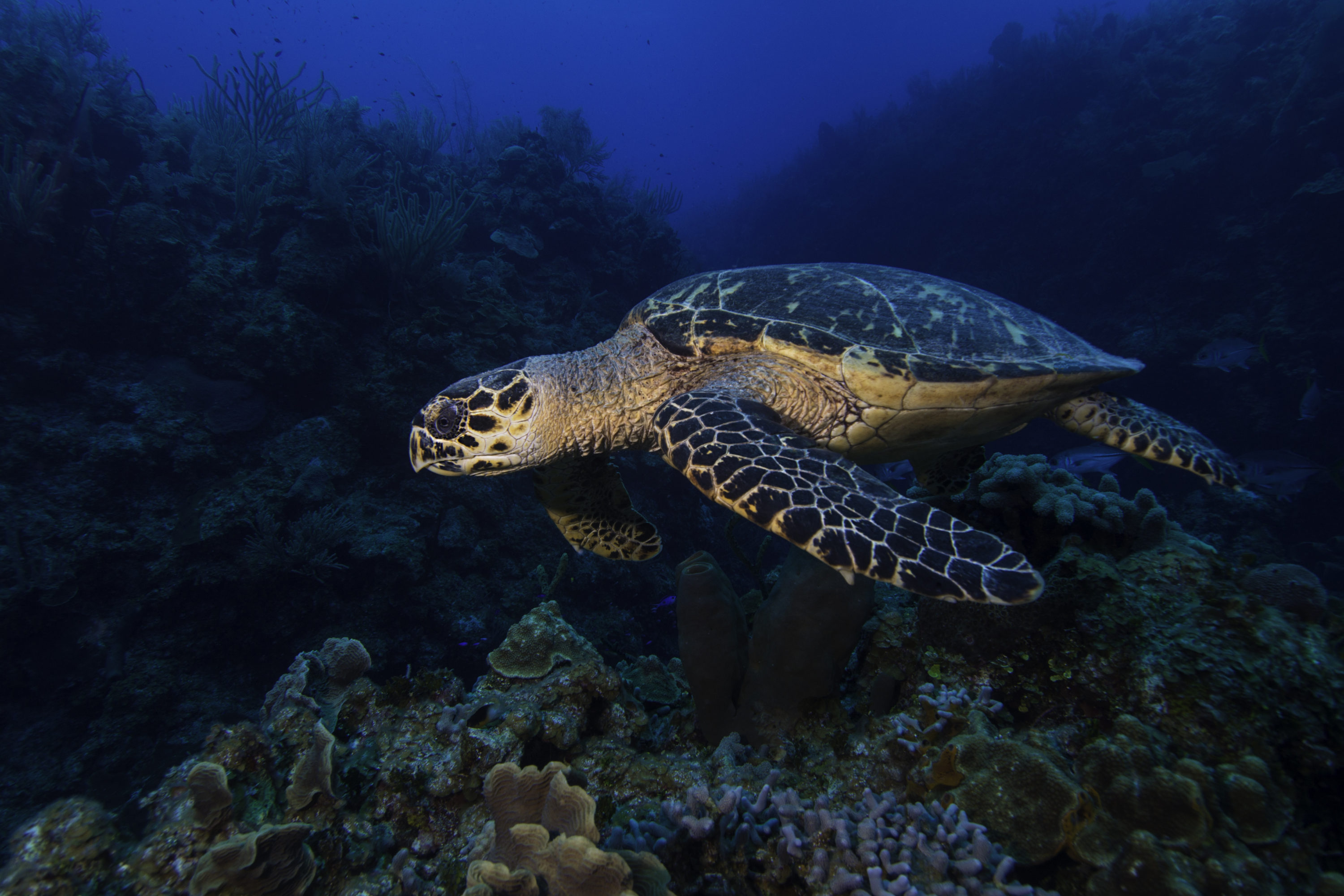 Sea Turtle