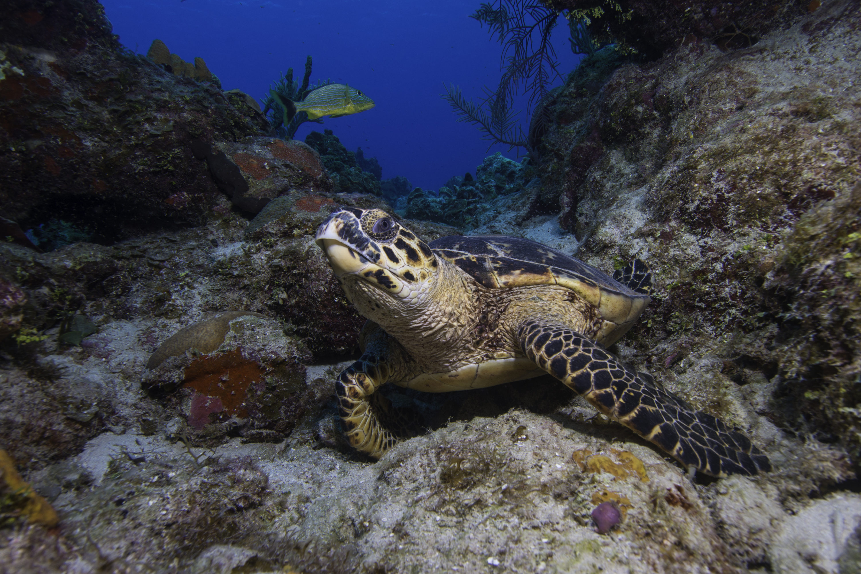 Sea Turtle