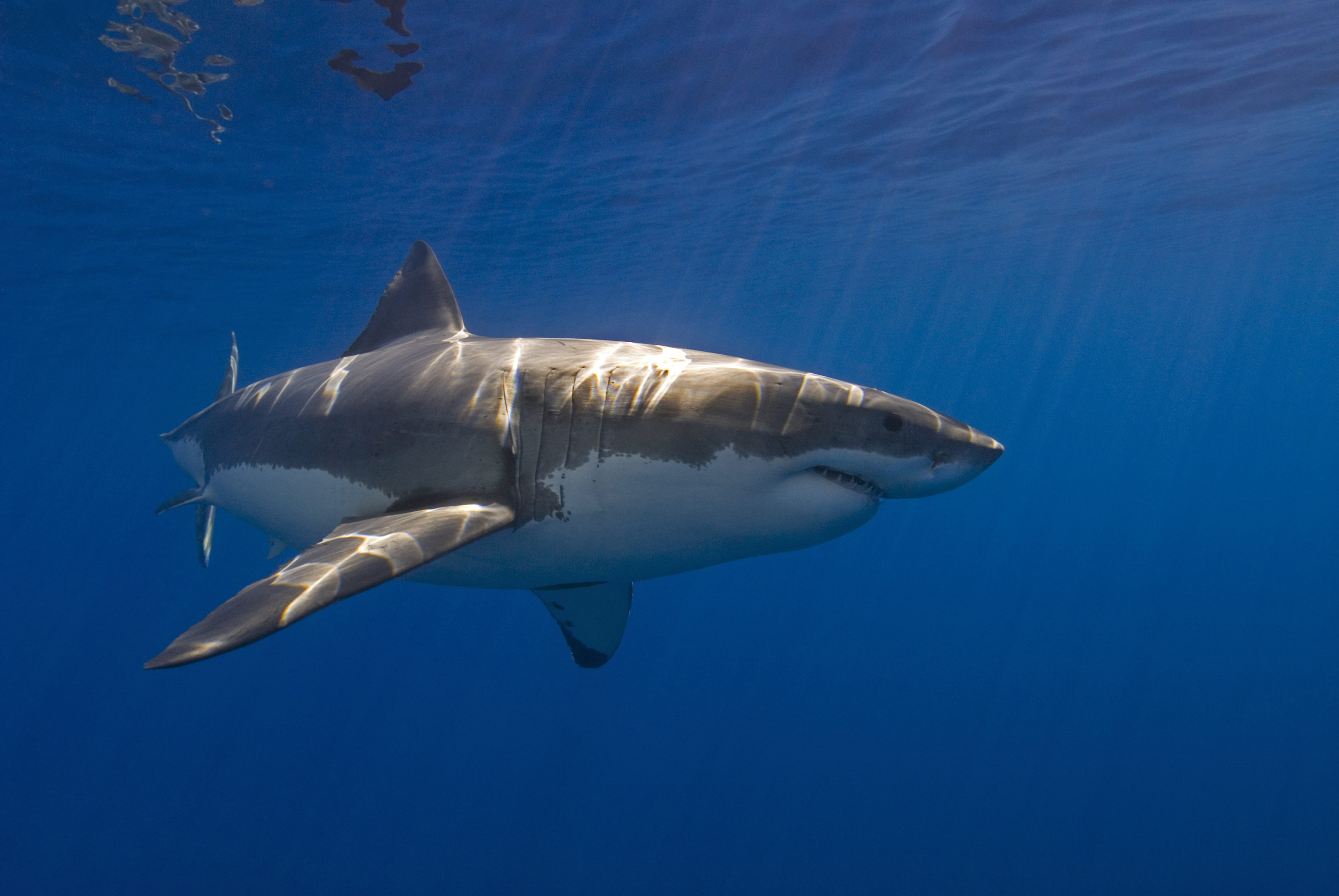 Great White Shark