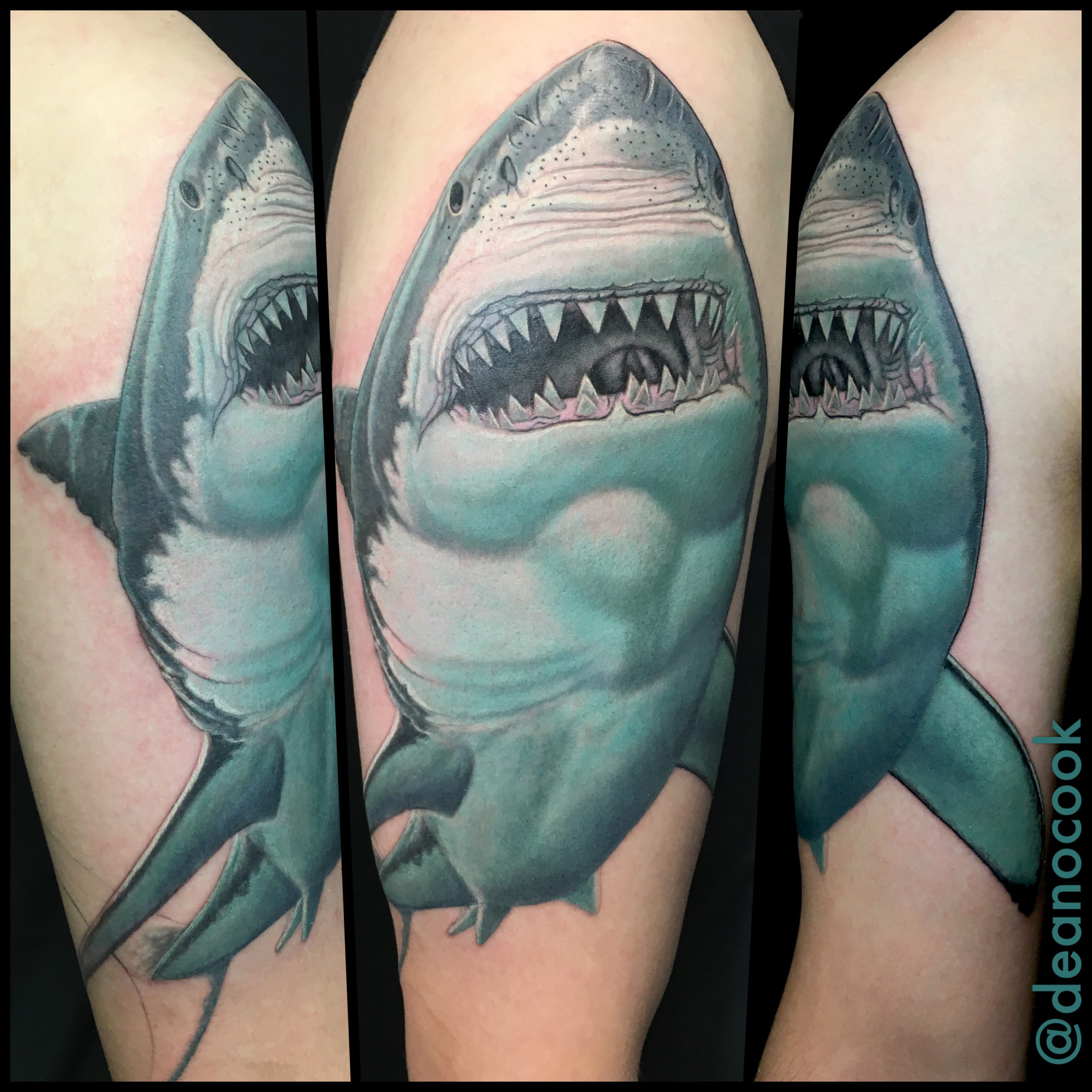 Great White Shark