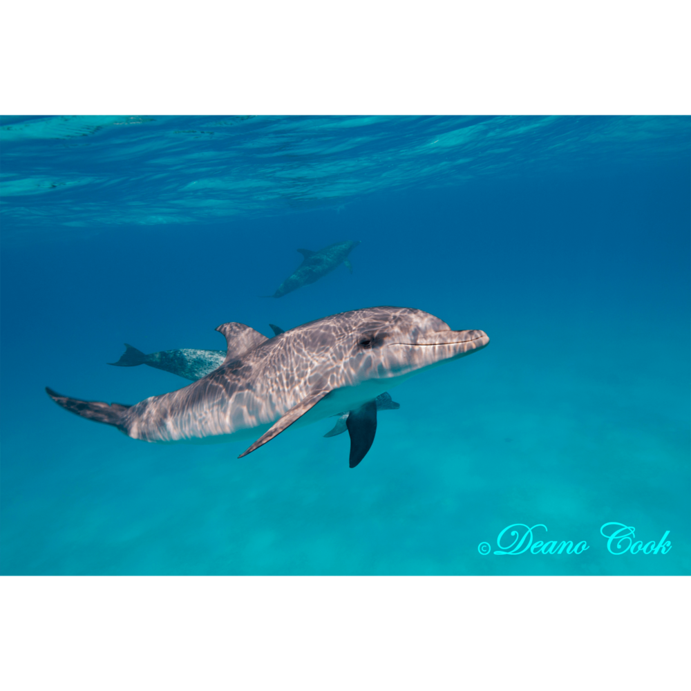 Bottlenose Dolphin Canvas Print