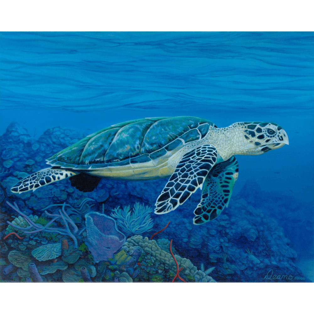 Hawksbill Sea Turtle Canvas Print