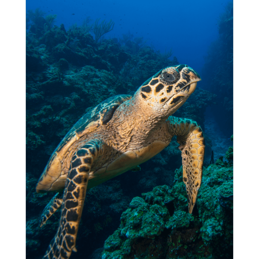 Hawksbill Turtle Canvas Print