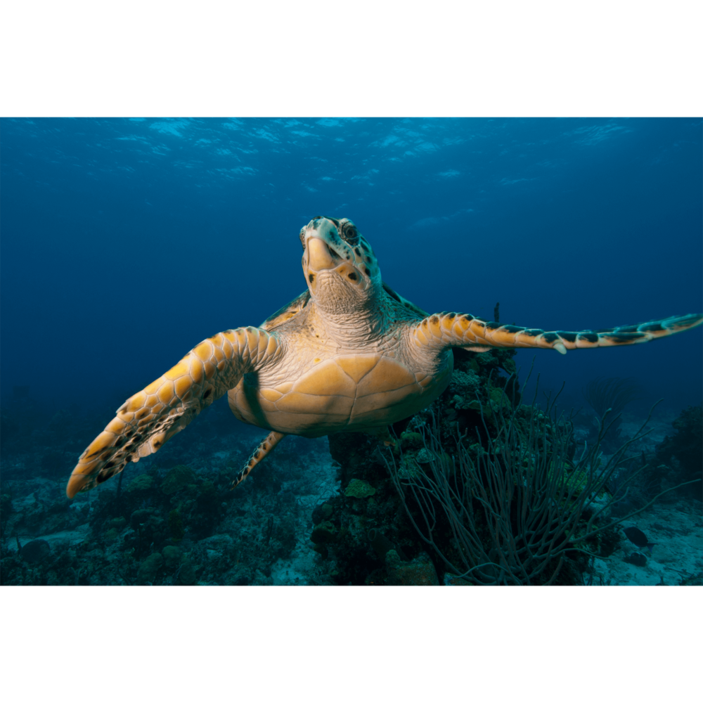 Hawksbill Turtle Flight 2 Canvas Print