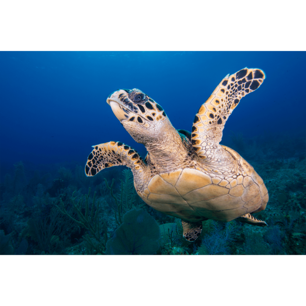 Hawksbill Turtle Flight 3 Canvas Print