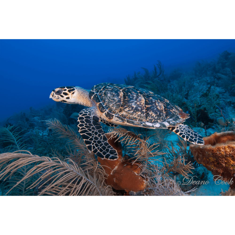 Hawksbill Turtle in Coral 2 Canvas Print