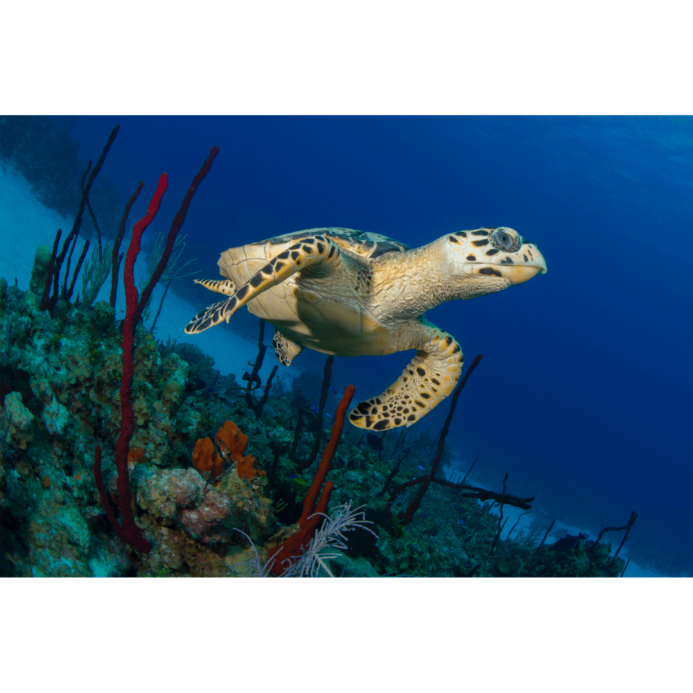 Hawksbill Turtle in Coral Canvas Print