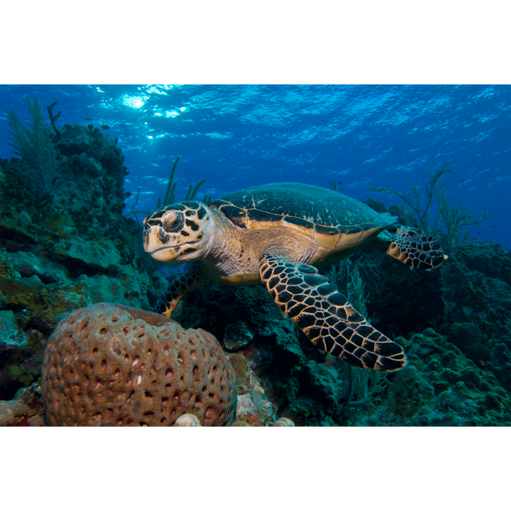 Hawksbill Turtle With Sponge 1 Canvas Print