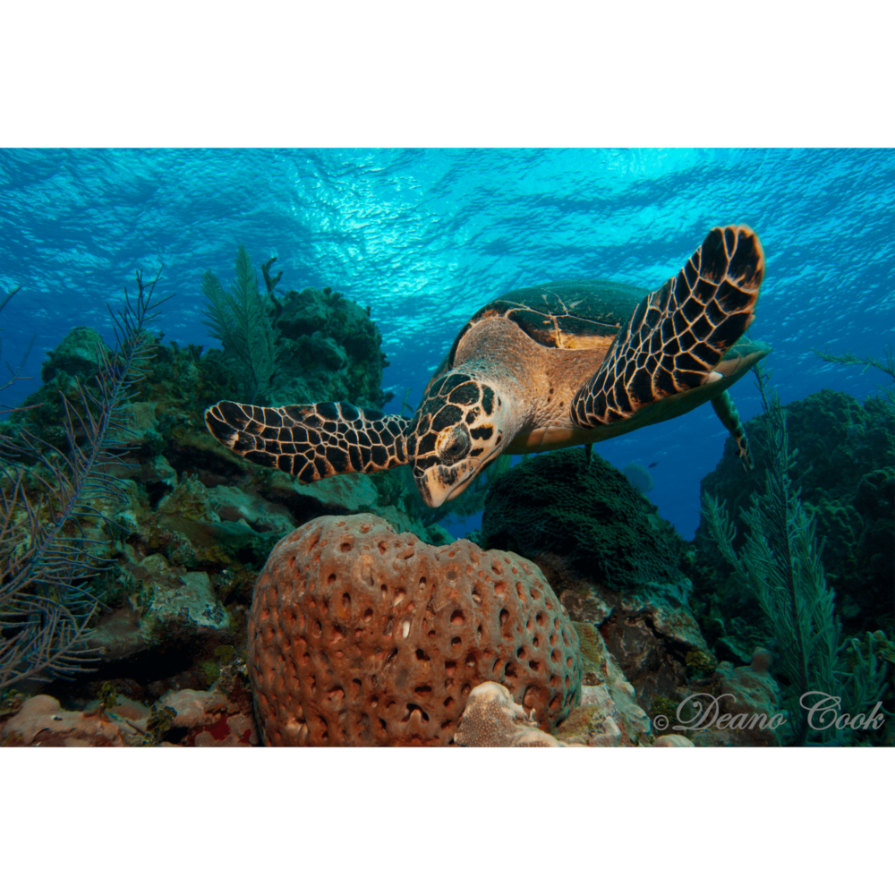 Hawksbill Turtle With Sponge 2 Canvas Print