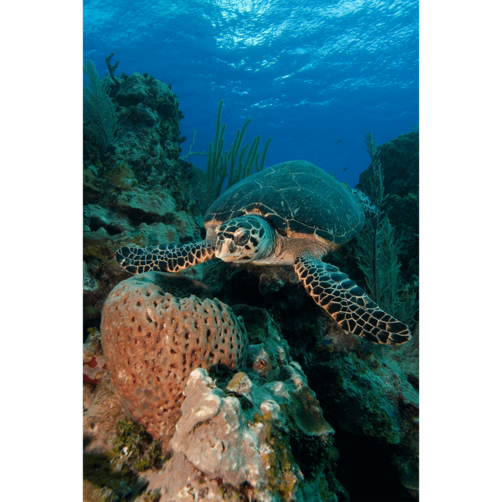 Hawksbill Turtle With Sponge 3 Canvas Print