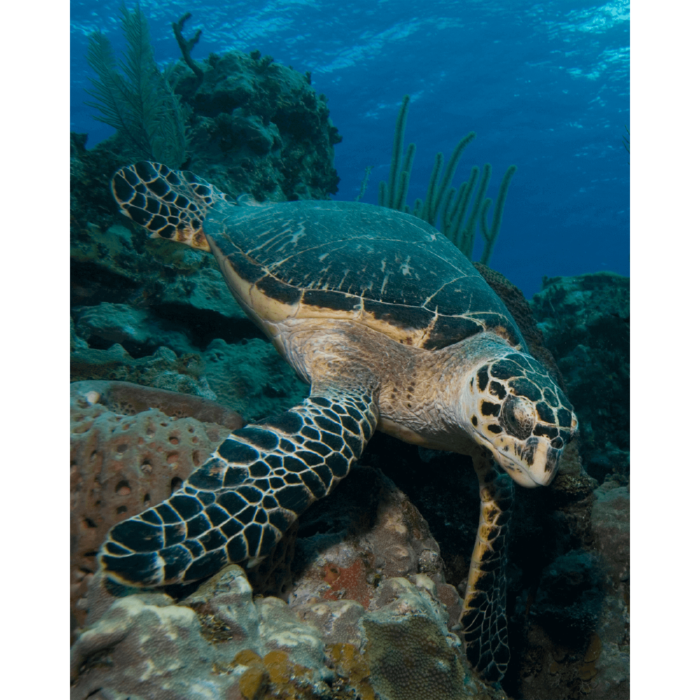 Hawksbill Turtle with Sponge Canvas Print