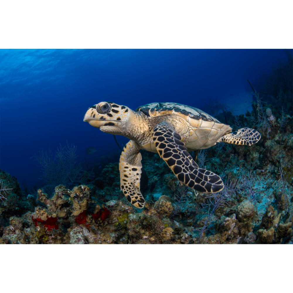 Hawksbill Turtle Canvas Print