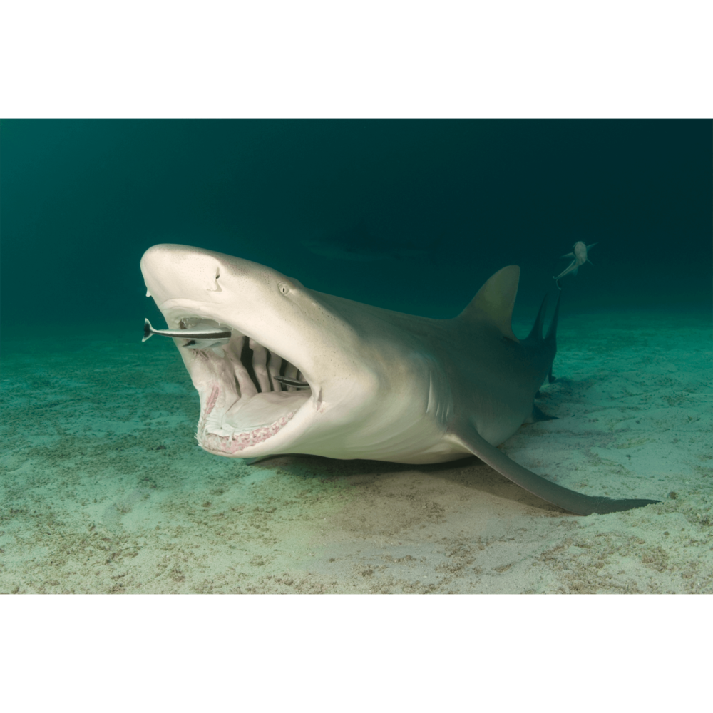 Lemon Shark Cleaned by Ramoras Canvas Print