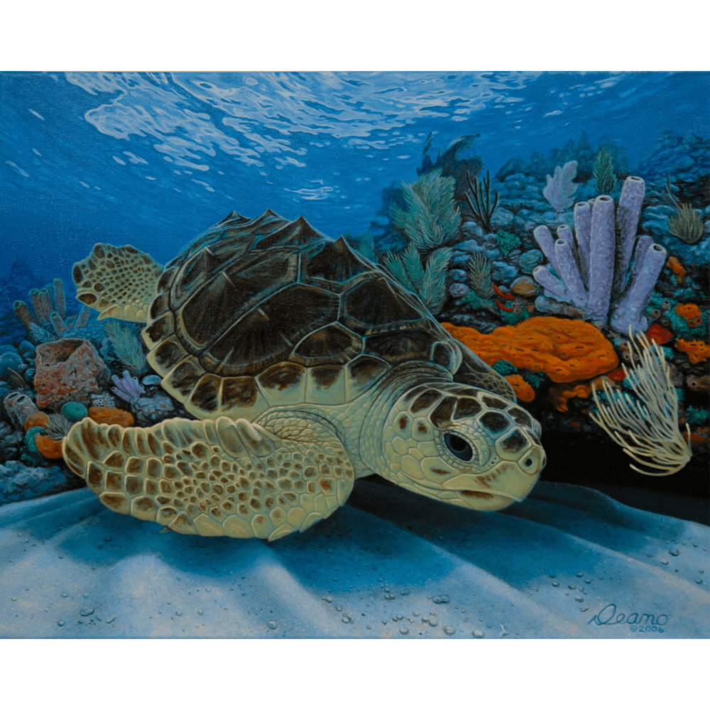 Loggerhead Sea Turtle Canvas Print