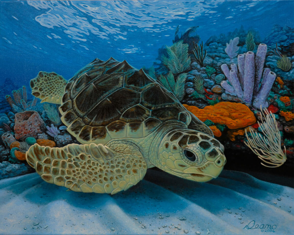 Loggerhead Sea Turtle