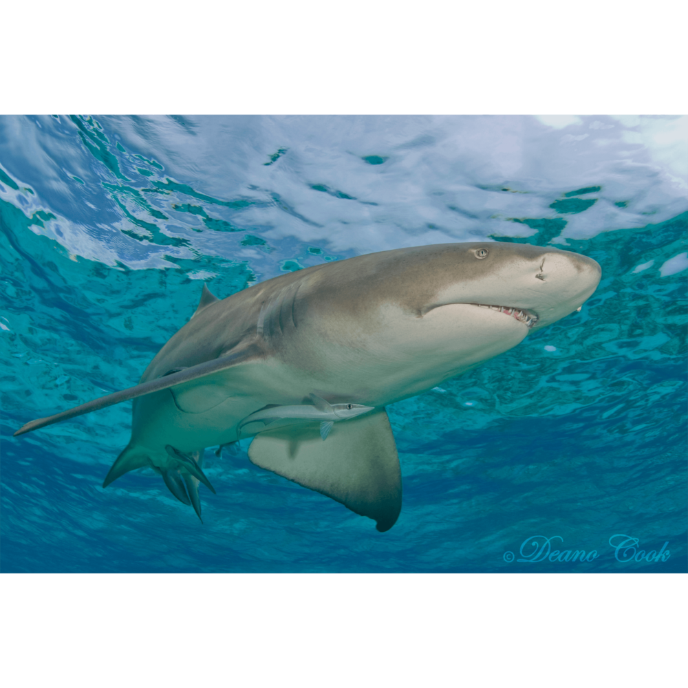 Lemon Shark Chrome Surface Canvas Print