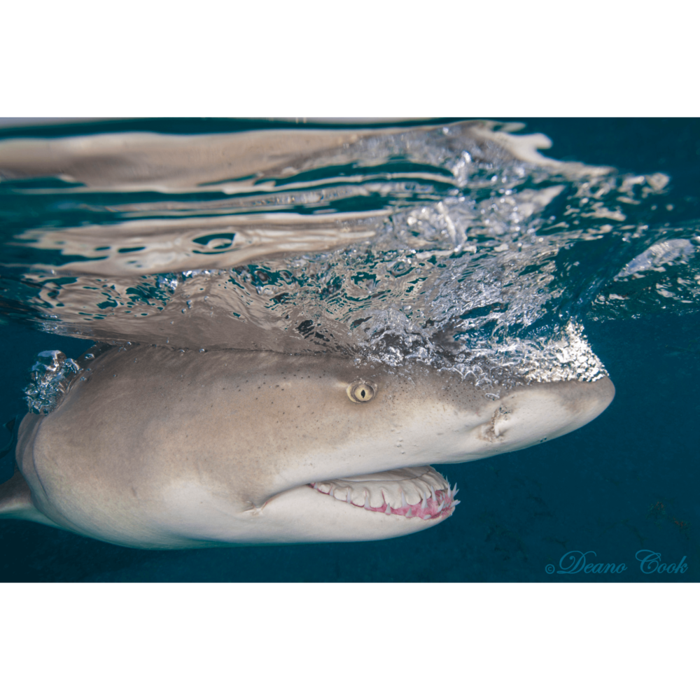 Lemon Shark Quicksilver Canvas Print