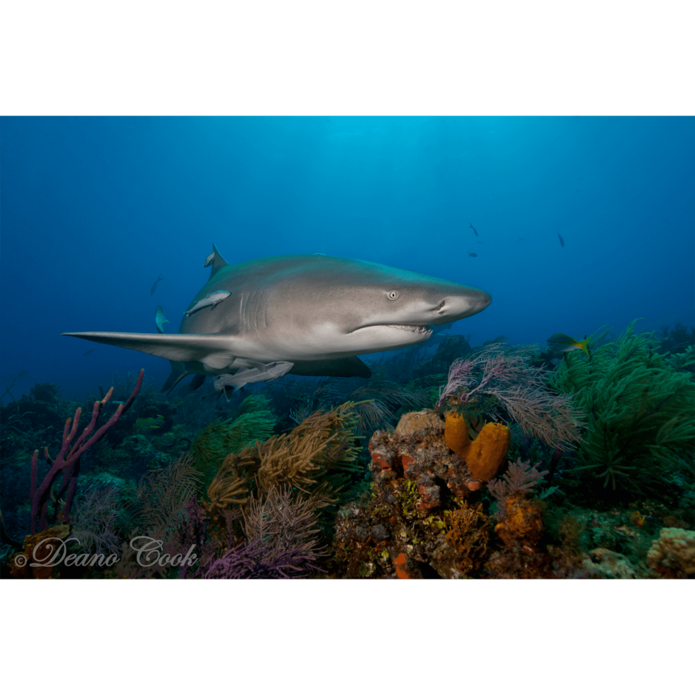 Lemon Shark Over the Reef Canvas Print