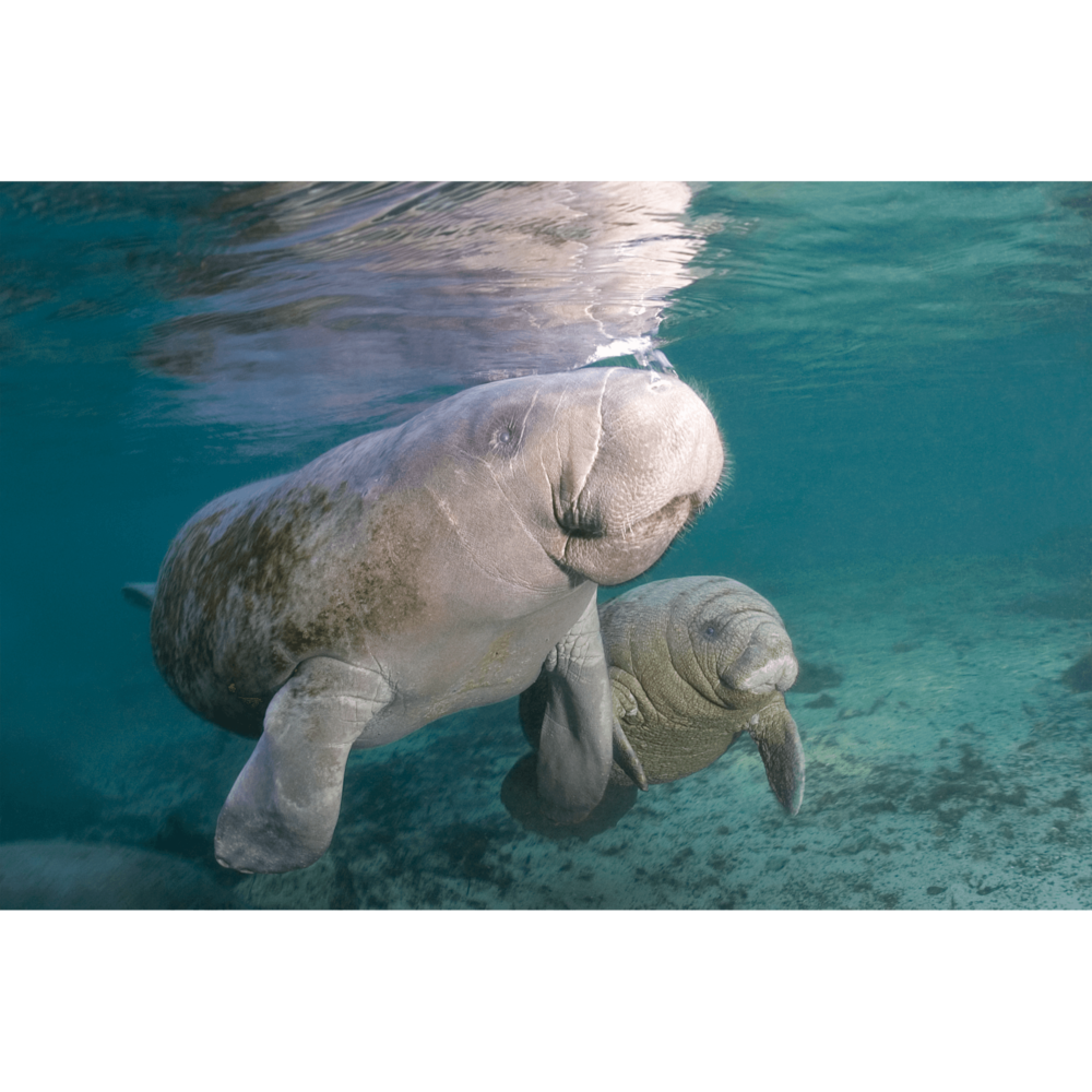 Manatee Mother & Child Canvas Print