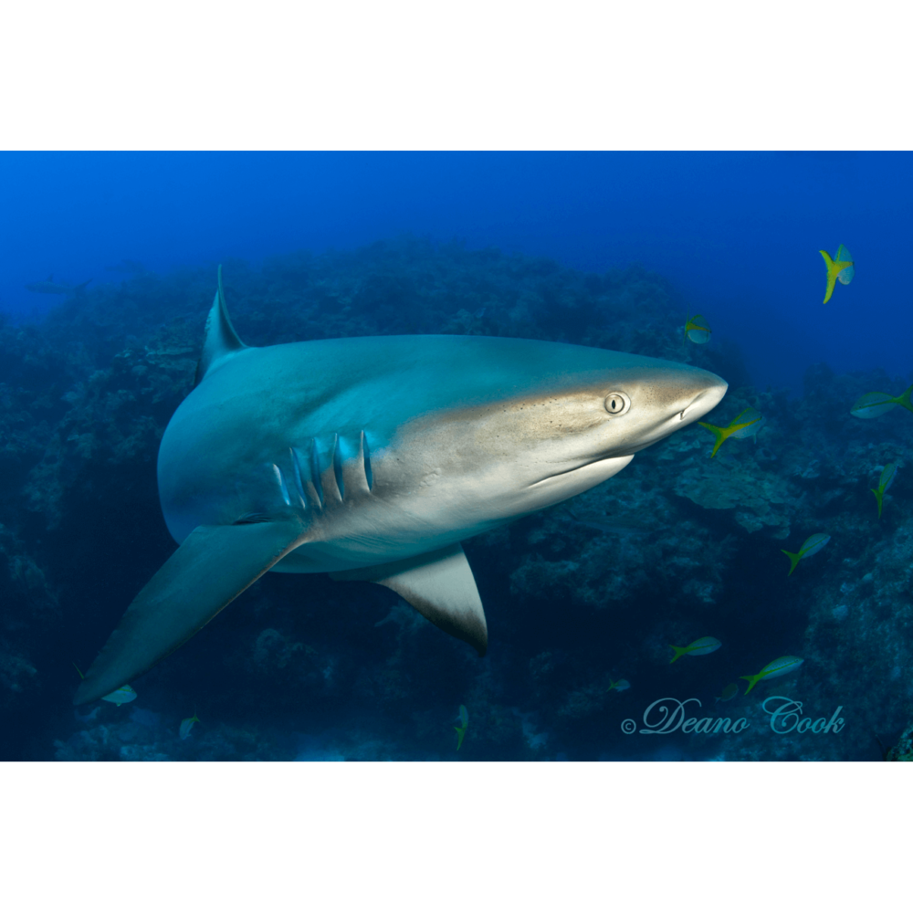 Reef Shark Canvas Print