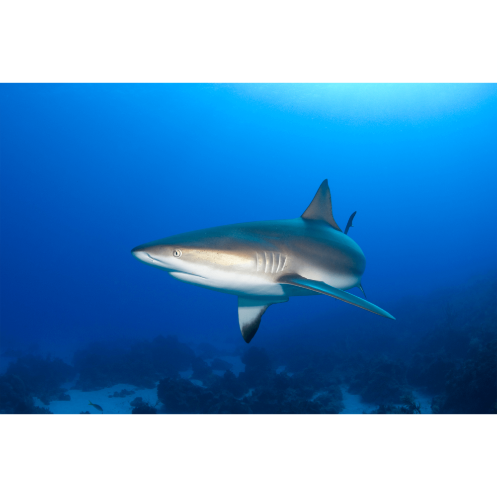 Reef Shark 90 Degrees Canvas Print