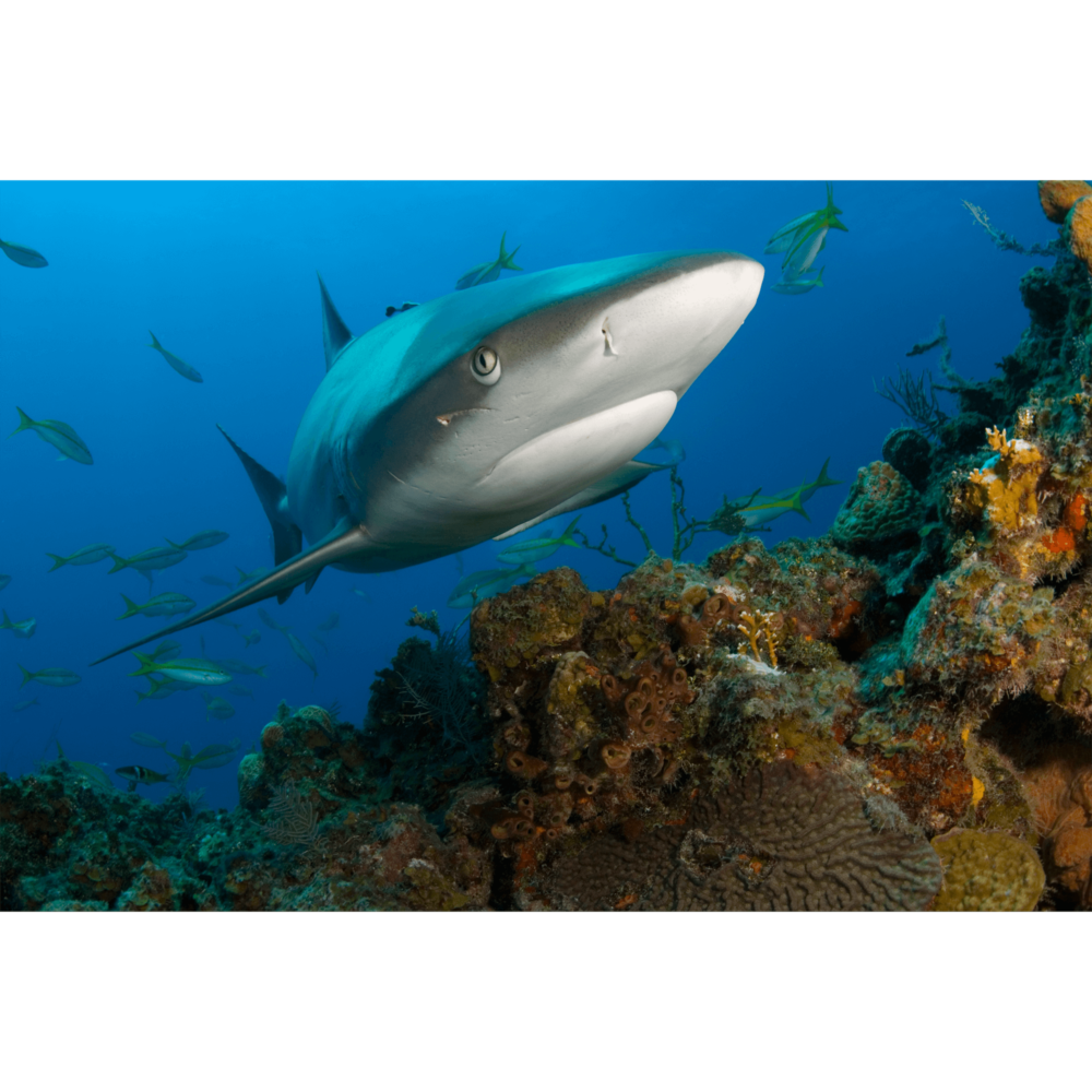 Reef Shark Scar Canvas Print