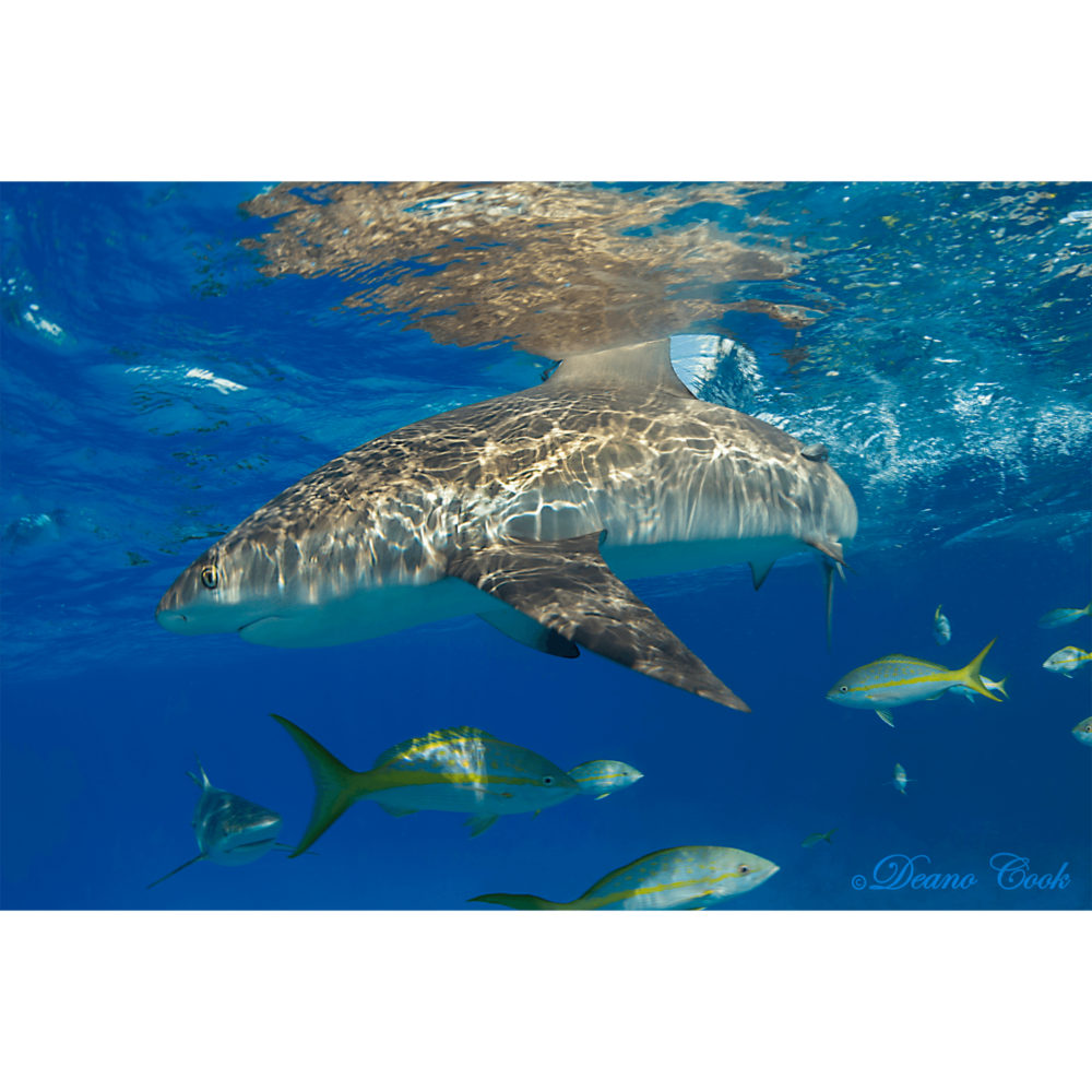 Reef Shark Surface Cut Canvas Print