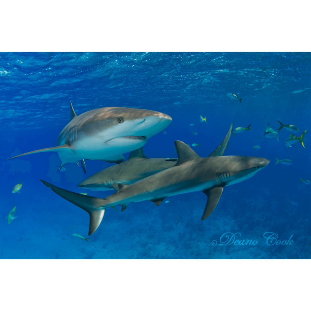 Reef Shark Trio Cove Canvas Print