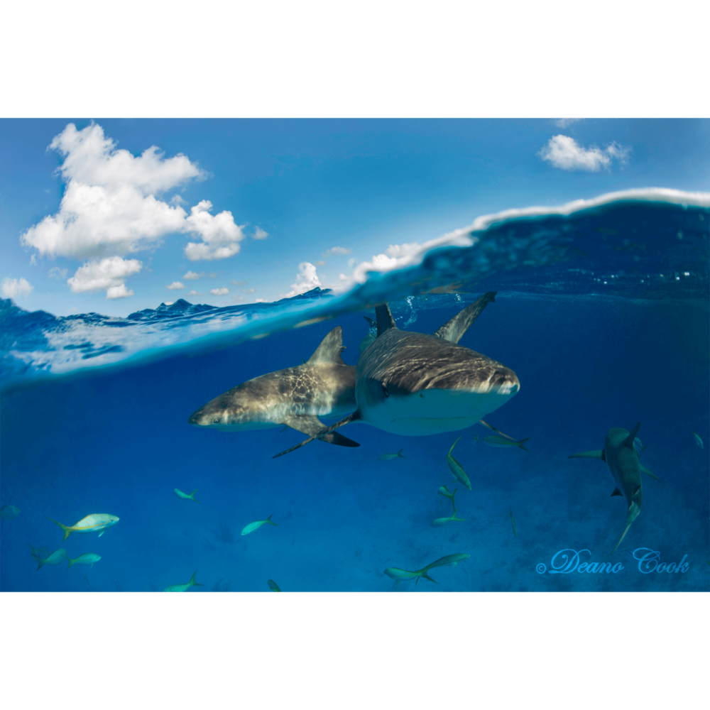 Reef Shark Wave Cove Canvas Print