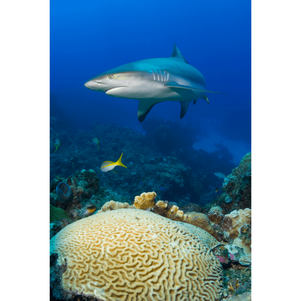 Reef Shark and Brain Coral Canvas Print