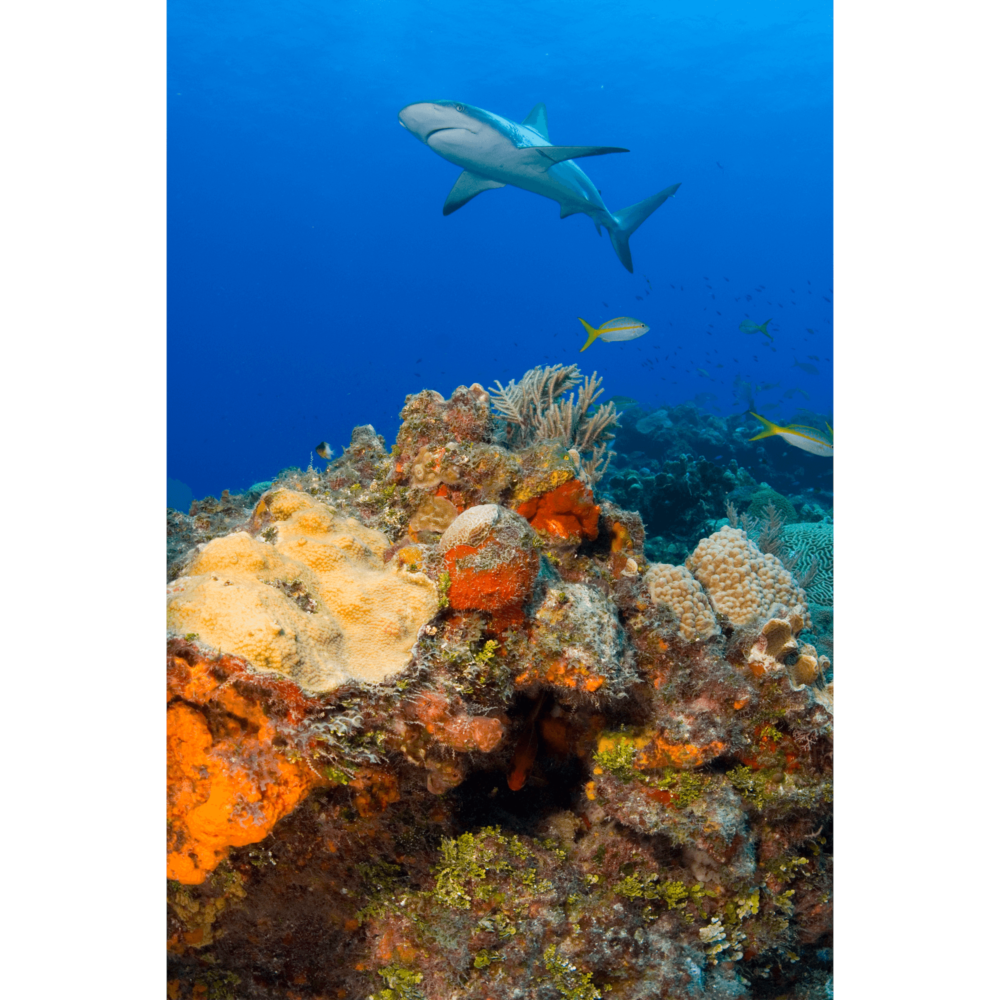 Reef Shark Over Reef Canvas Print