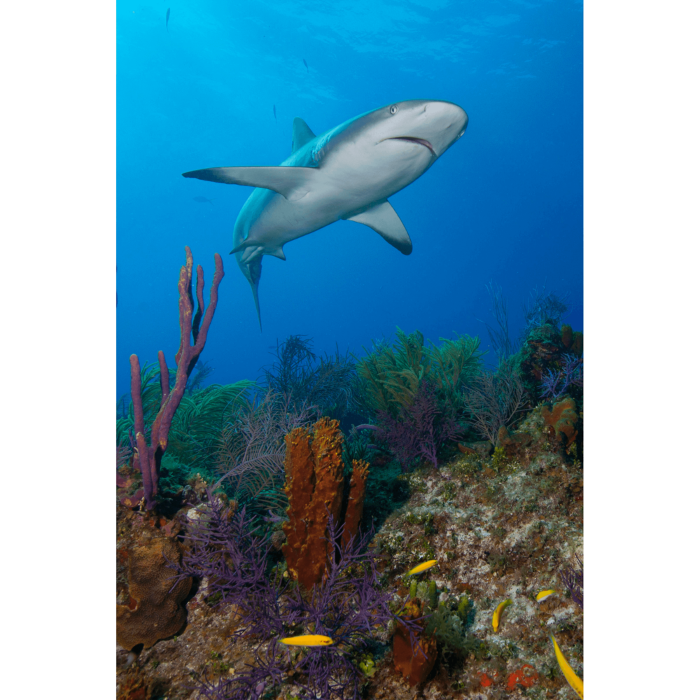 Reef Shark Over Reefs Canvas Print