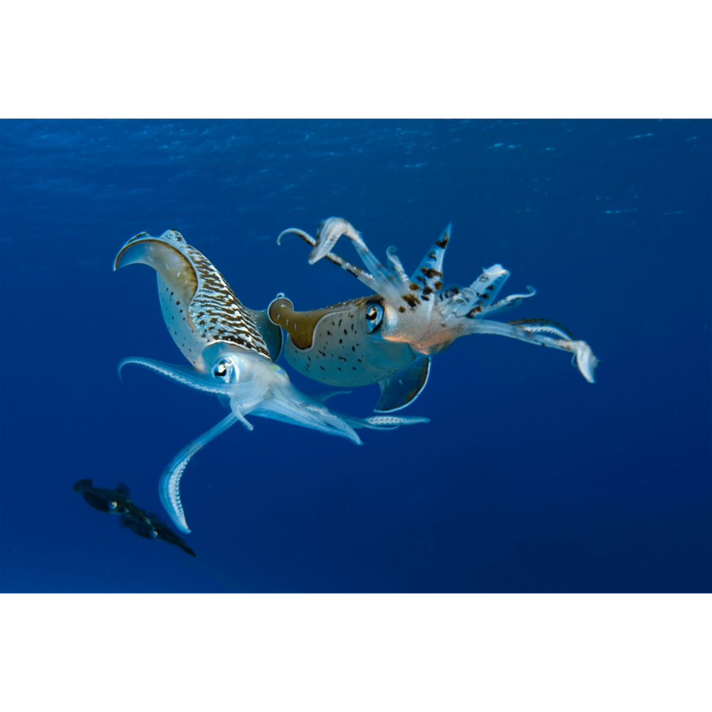Reef Squids Caymen 1 Canvas Print