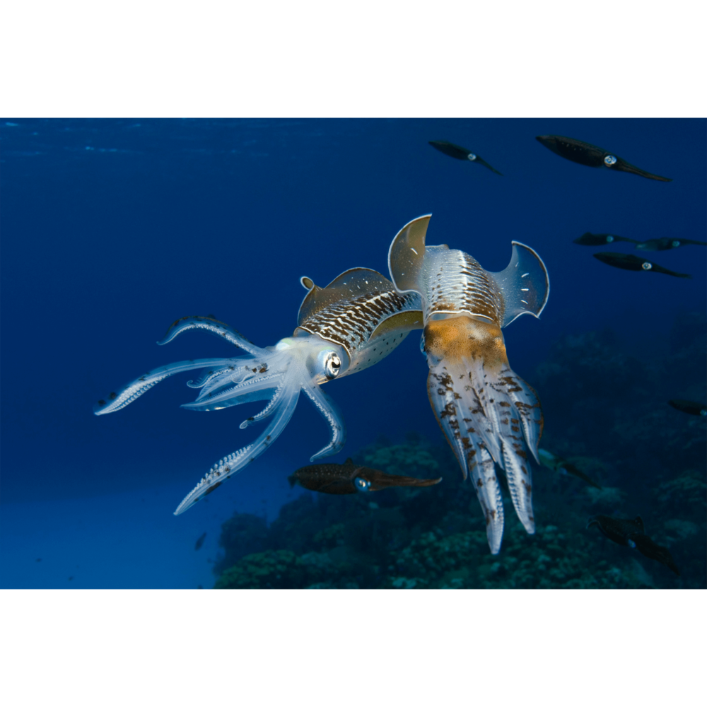 Reef Squids Caymen 2 Canvas Print