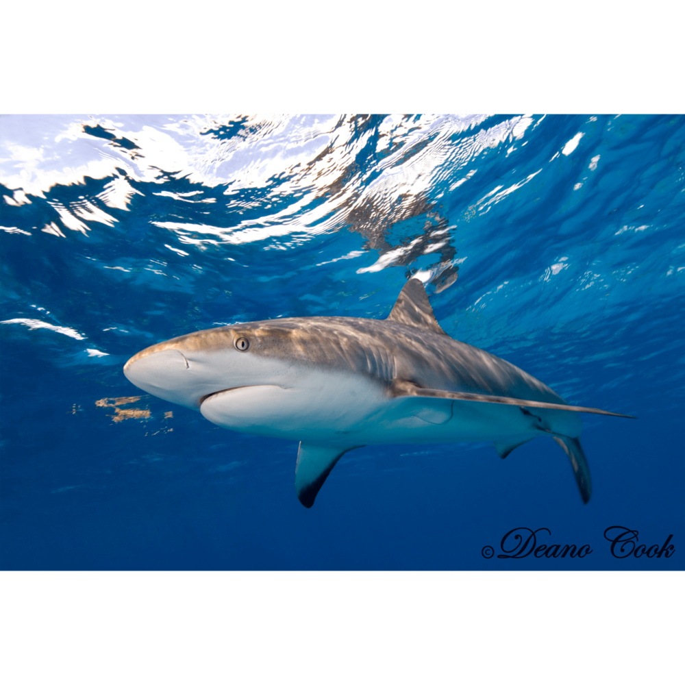 Reflecting Reef Shark Canvas Print