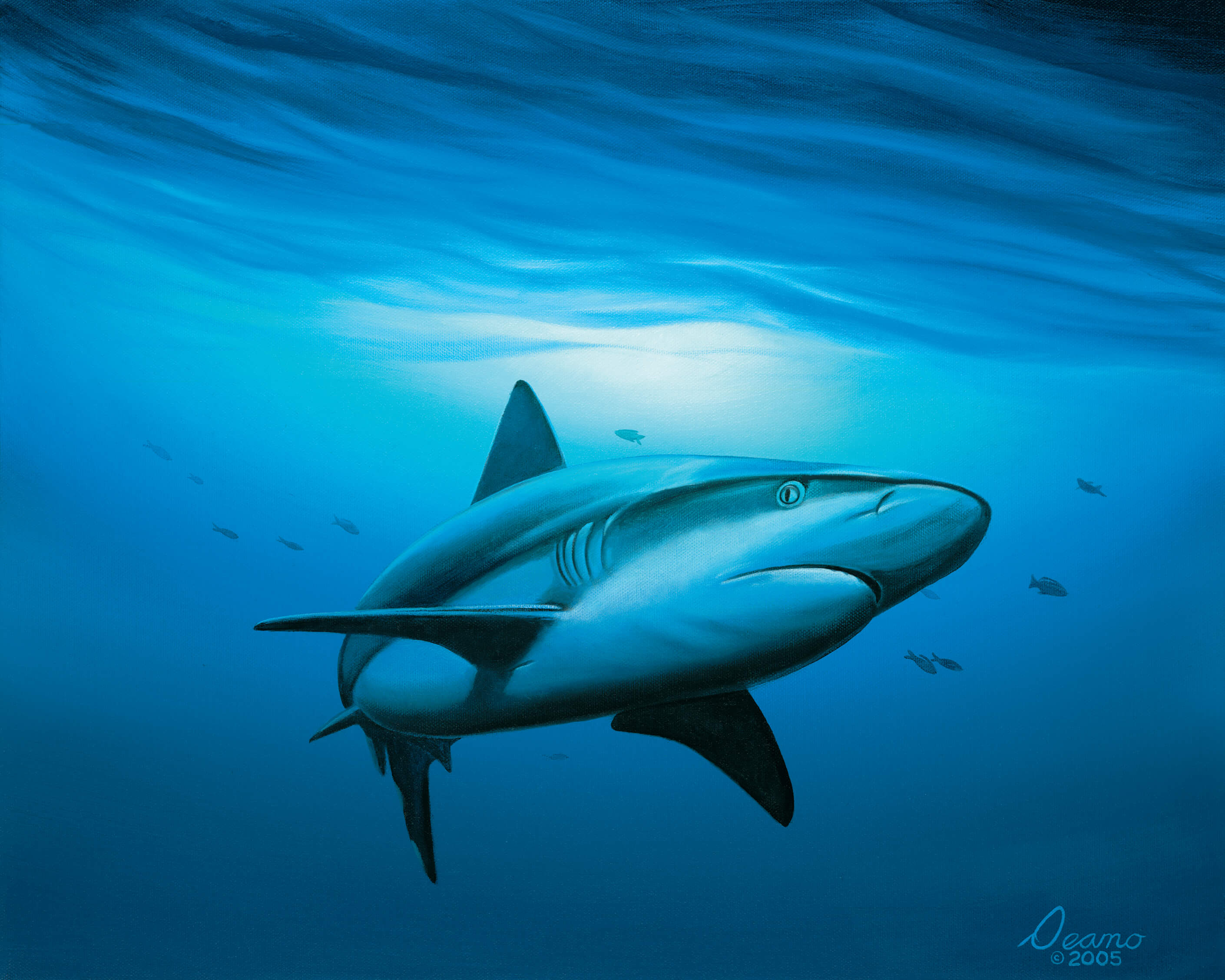 Shark Study 1