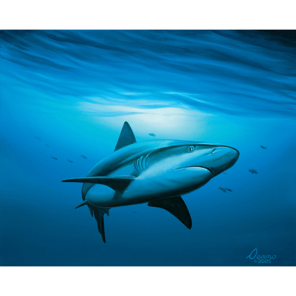 Shark Study Canvas Print