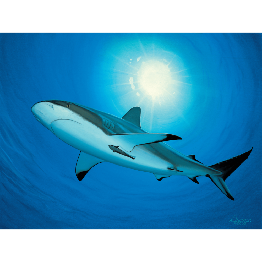 Shark Study 2 Canvas Print