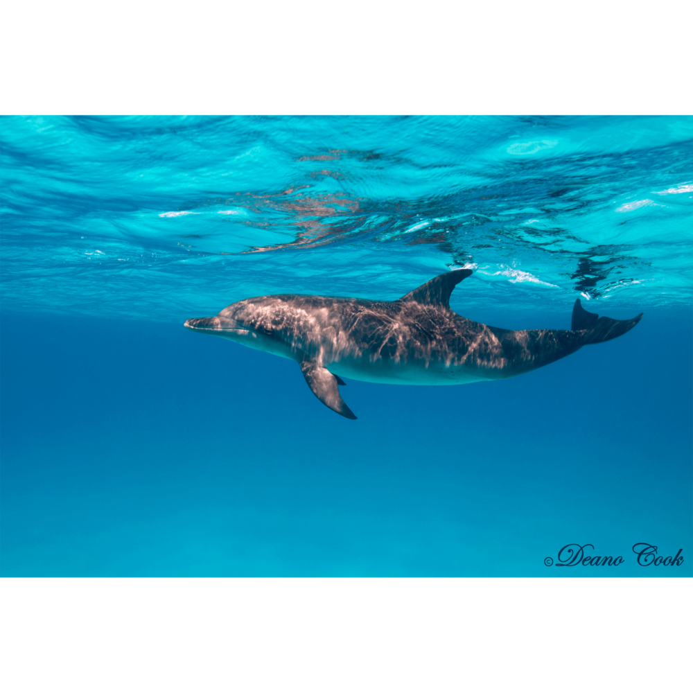 Spotted Bottlenose Dolphin Canvas Print