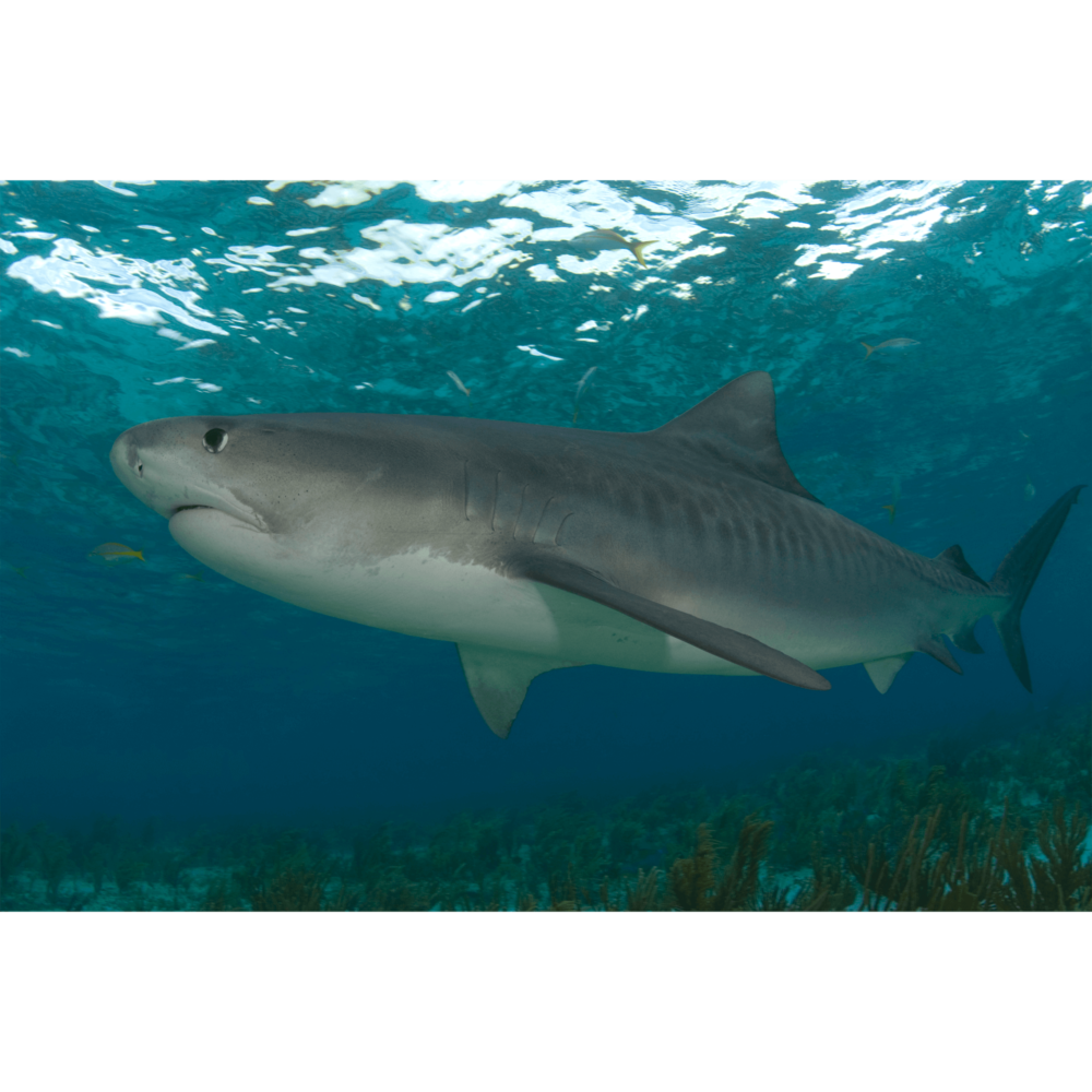 Tiger Shark 1 Canvas Print