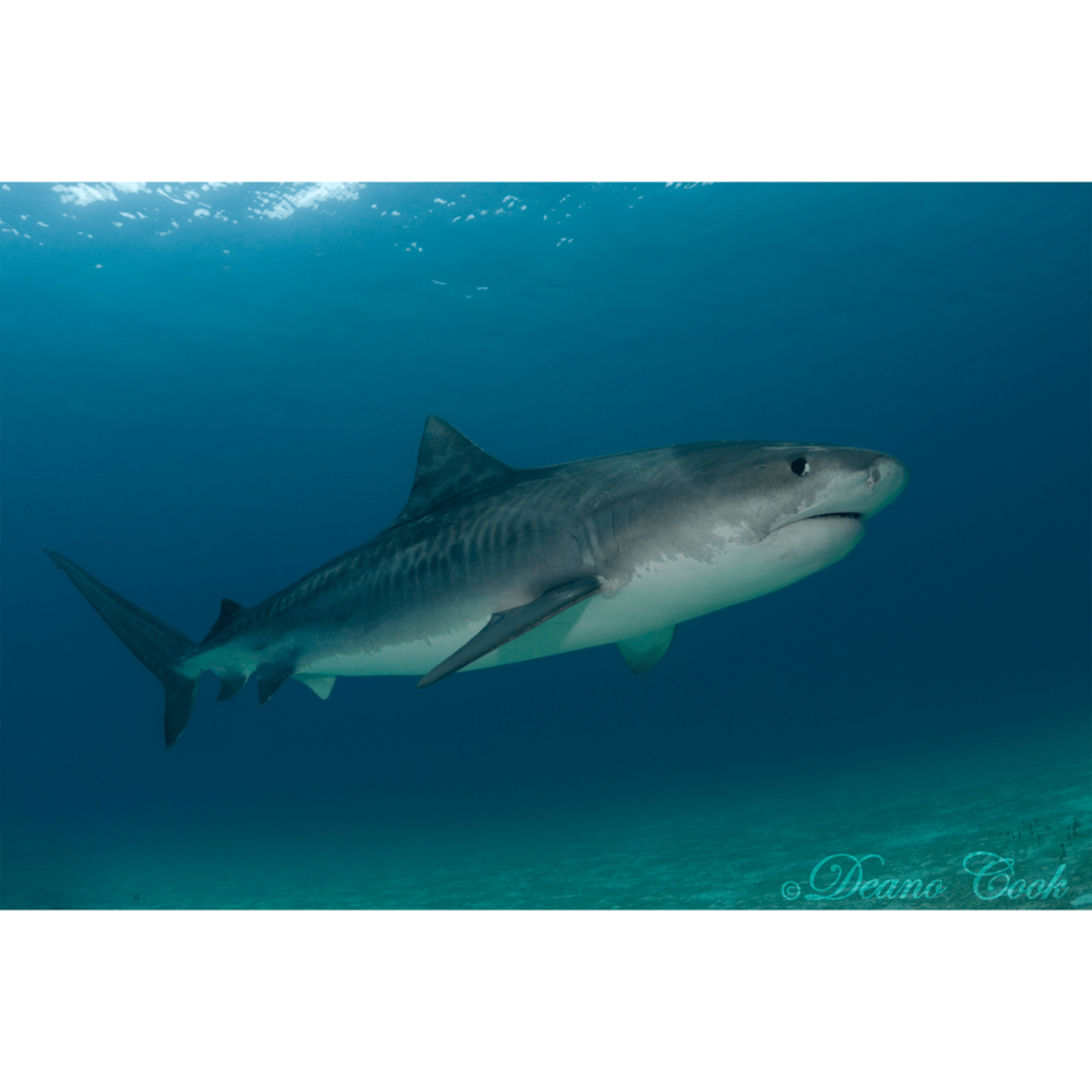 Tiger Shark 5 Canvas Print