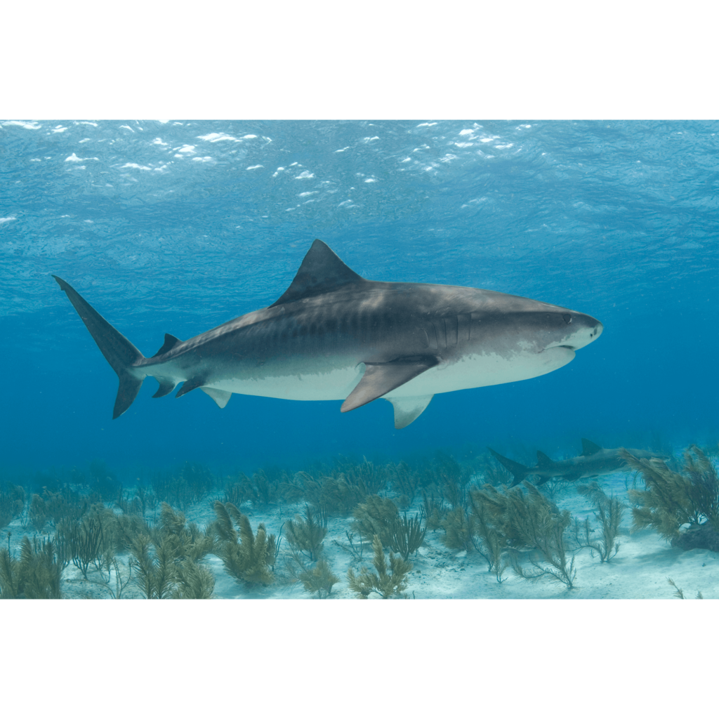 Tiger Shark Beach Canvas Print Deano Studios