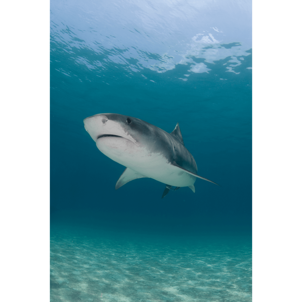 Tiger Shark Serenity Canvas Print