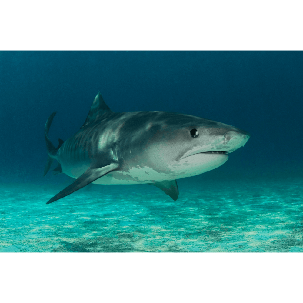 Tiger Shark Stalker Canvas Print