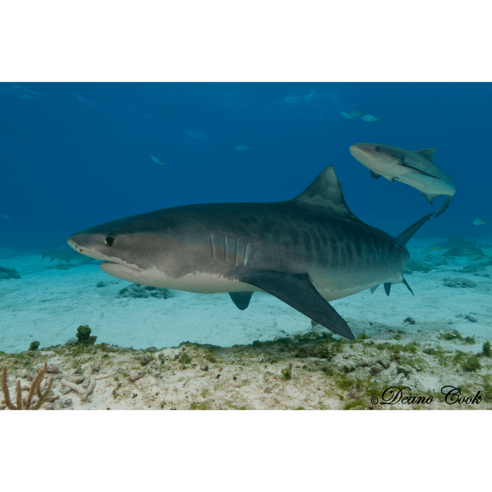 Tiger Shark and Cobia Canvas Print