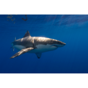 White Shark Guadalupe 1 Canvas Print
